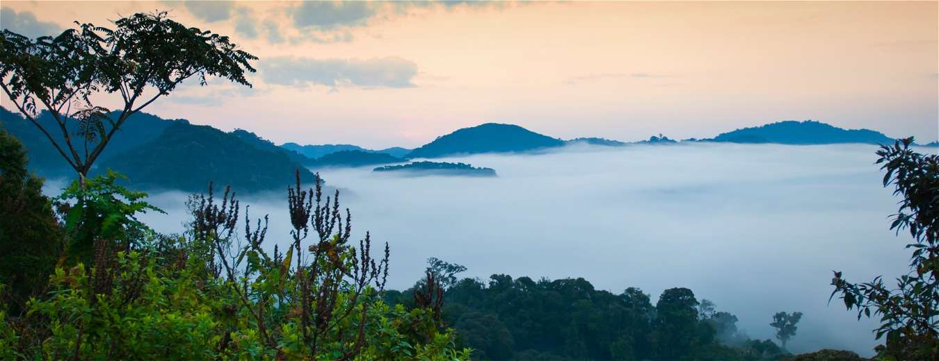 Parque Nacional Nyungwe